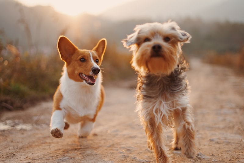 Dogs running happy