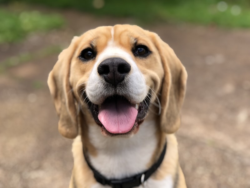Dog pee on carpet guide