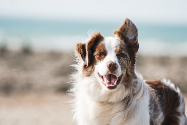 Cute puppy